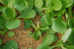 Nécroses foliaires virales de la mâche : transmission des virus par des champignons du sol du genre Olpidium